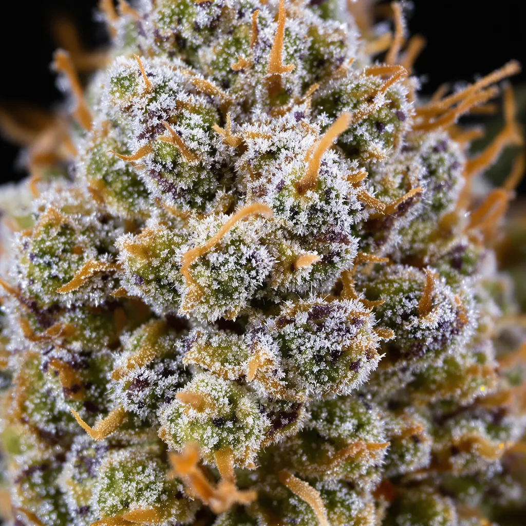 Strawberry Lemonade Cannabispflanze in der Blütephase — 120-180 cm feminisiert