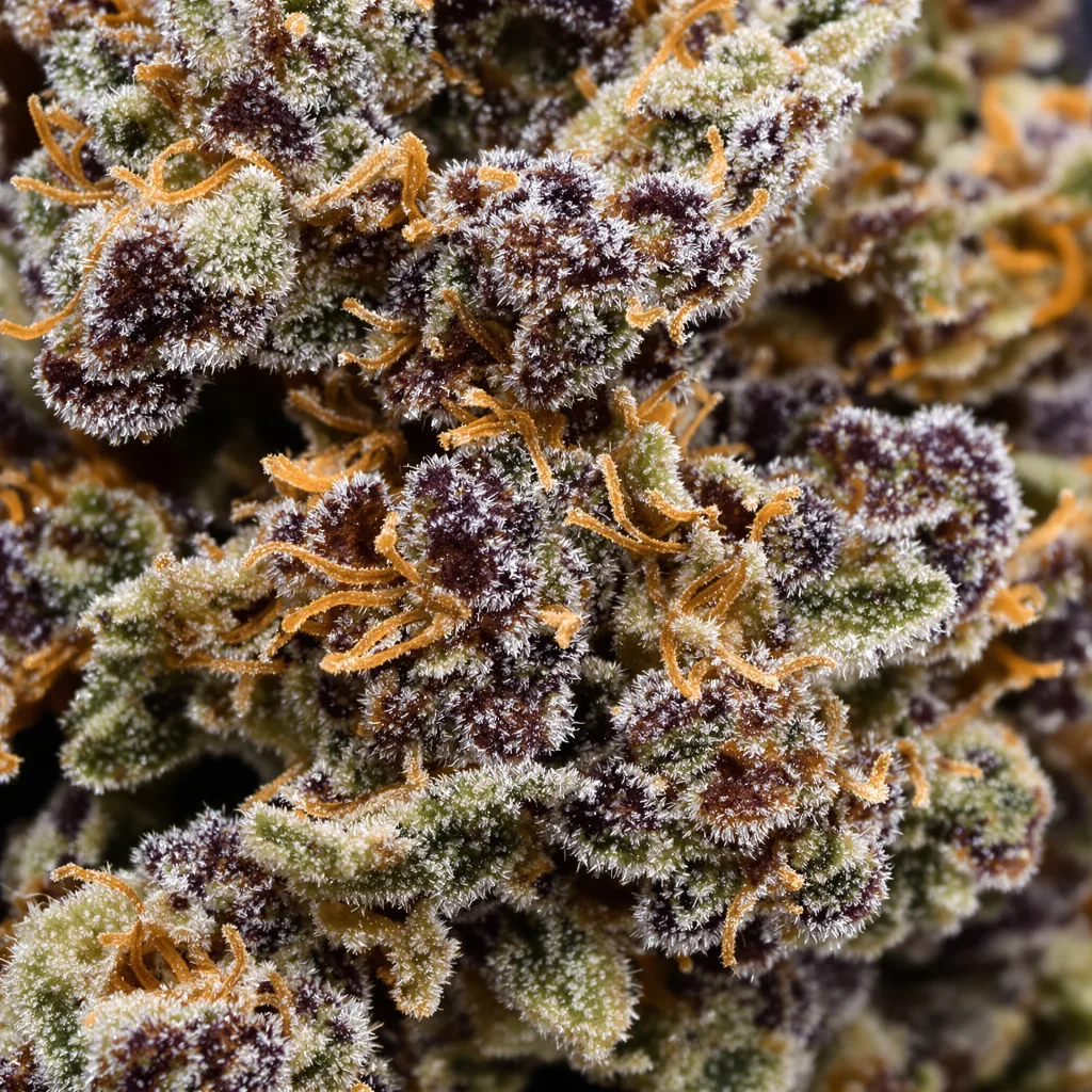 Sugar Mama Cannabispflanze in der Blütephase — 90-130 cm feminisiert