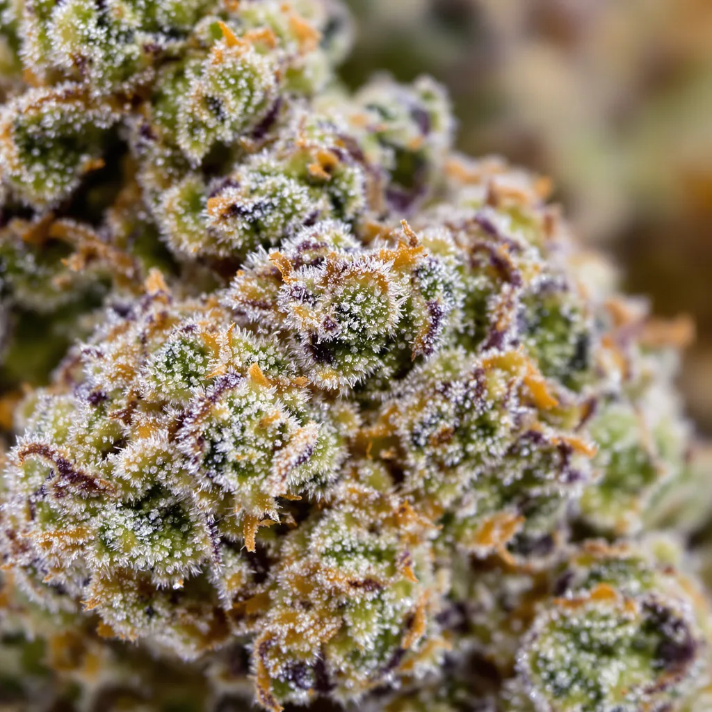 Sunrise Cannabispflanze in der Blütephase — 120-180 cm feminisiert