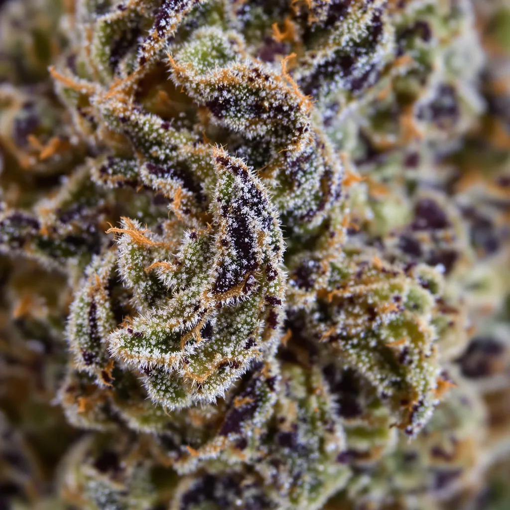 Super Blue Dream Cannabispflanze in der Blütephase — 60-100 cm automatisch blühend