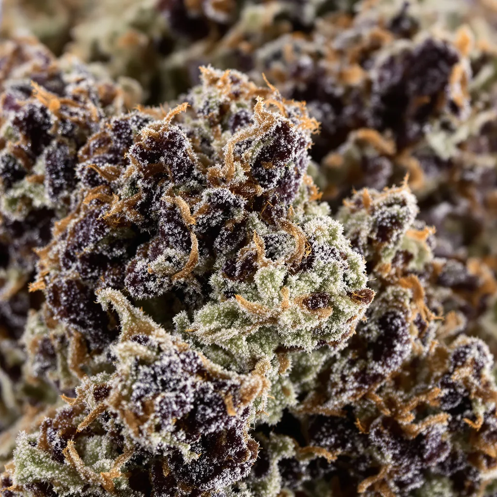 Super Cheese Cannabispflanze in der Blütephase — 90-130 cm feminisiert
