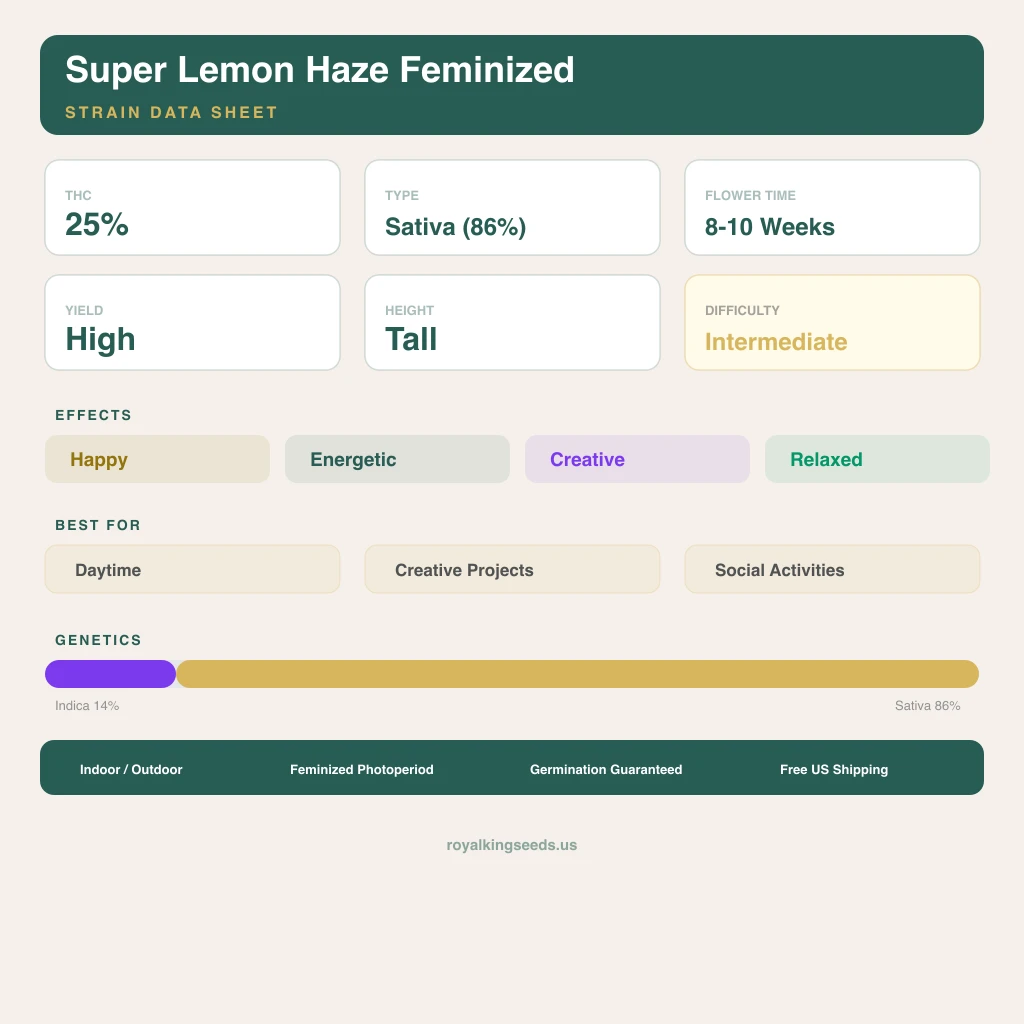 Super Lemon Haze 14% Indica / 86% Sativa — Blüte mit sichtbaren Trichomen