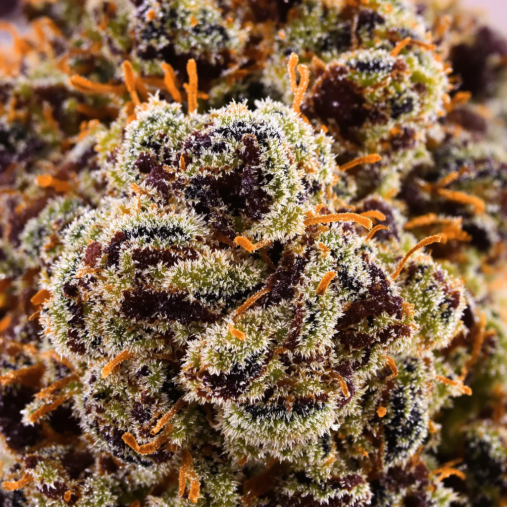Sweet Deep Grapefruit Cannabispflanze in der Blütephase — 90-130 cm feminisiert