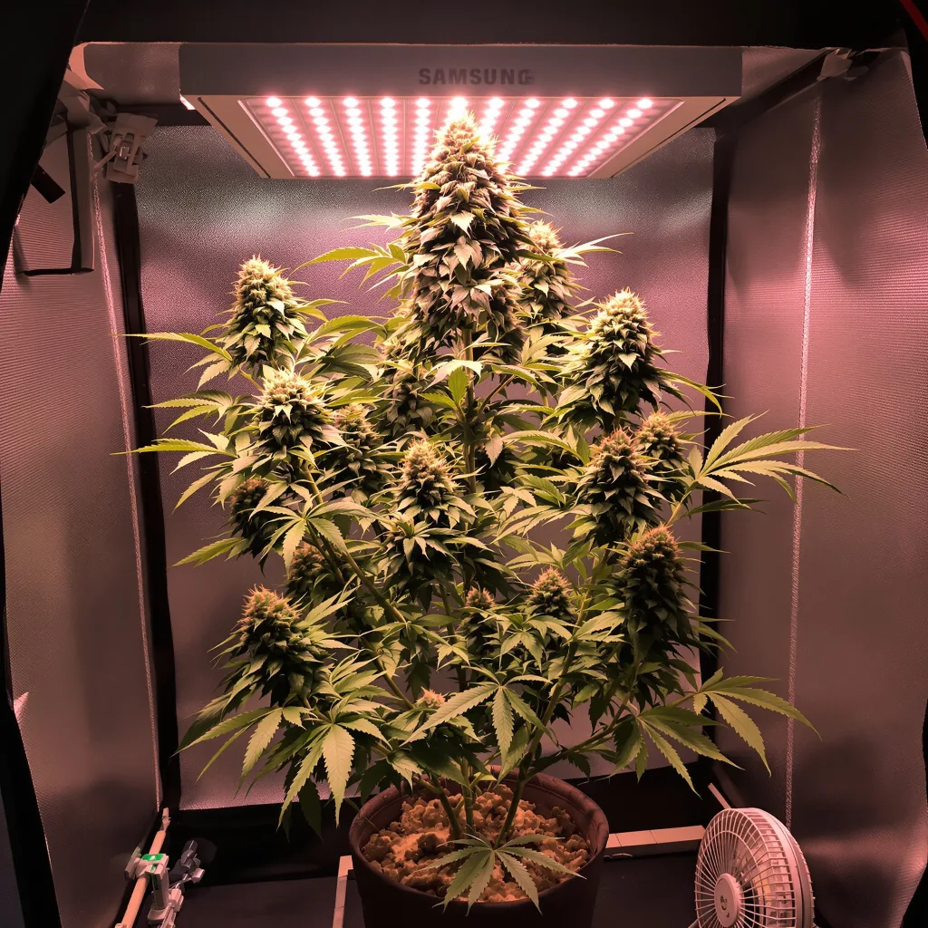 Tahoe OG Kush 62% Indica / 38% Sativa — Blüte mit sichtbaren Trichomen
