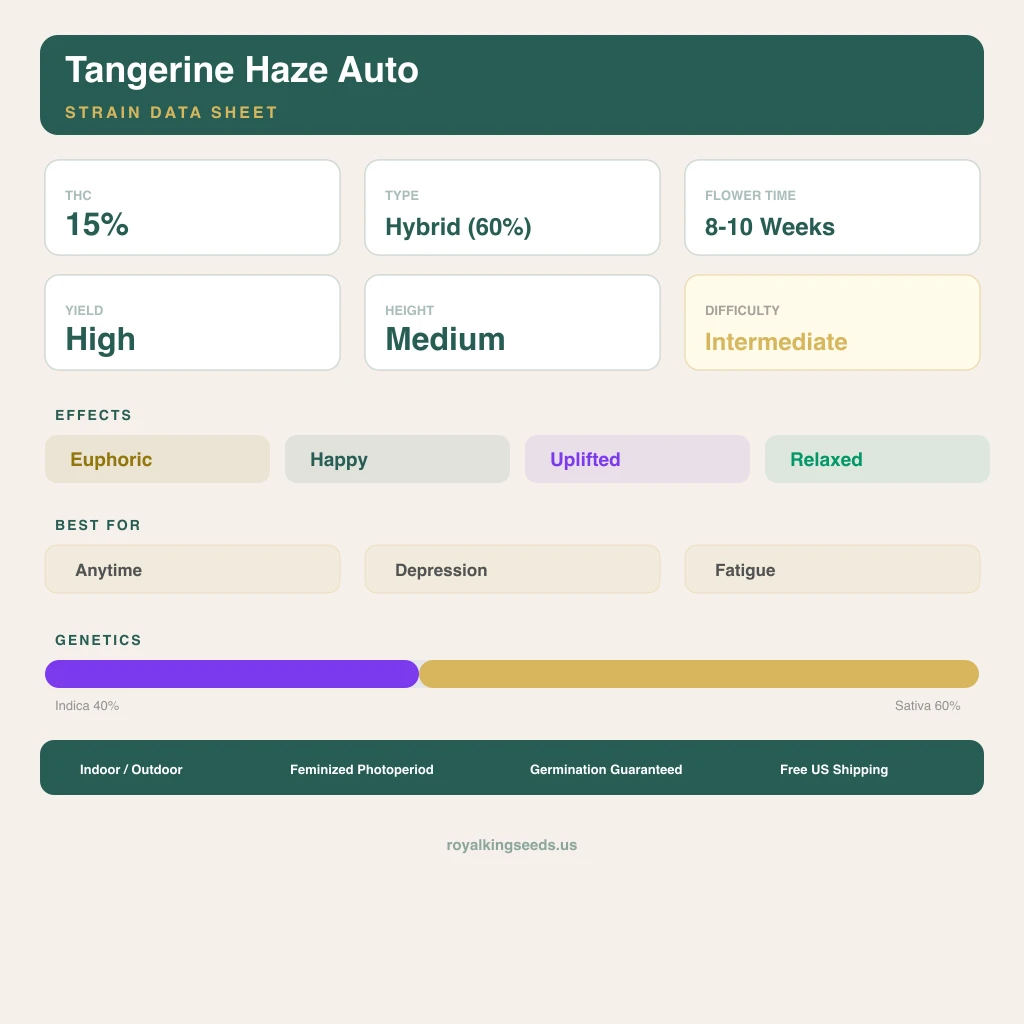Tangerine Haze 40% Indica / 60% Sativa — Blüte mit sichtbaren Trichomen