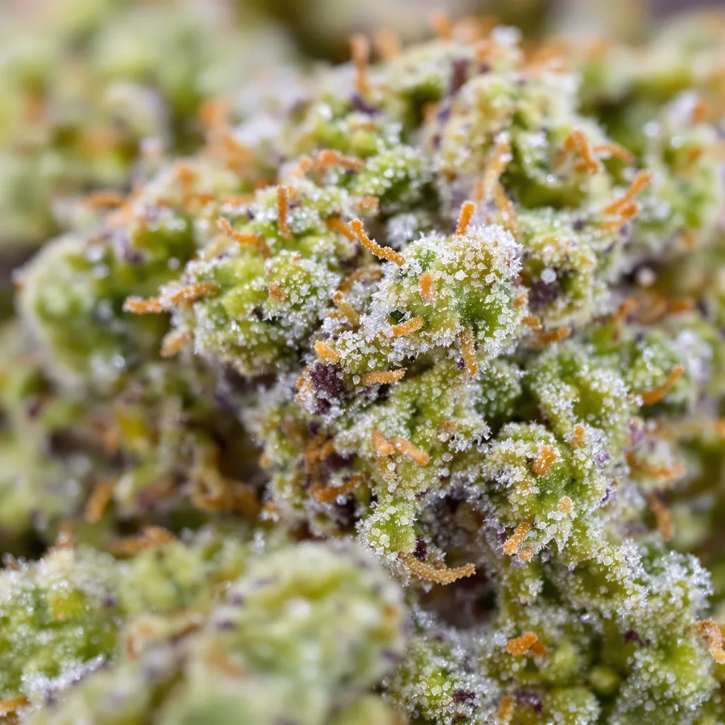 Tiger Woods Cannabispflanze in der Blütephase — 60-100 cm automatisch blühend