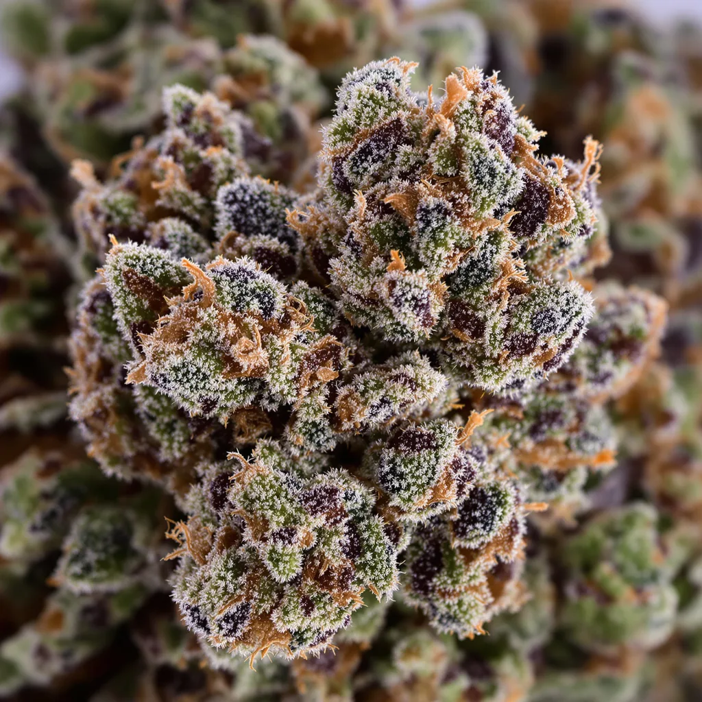 Tigermelon Cannabispflanze in der Blütephase — 60-100 cm automatisch blühend