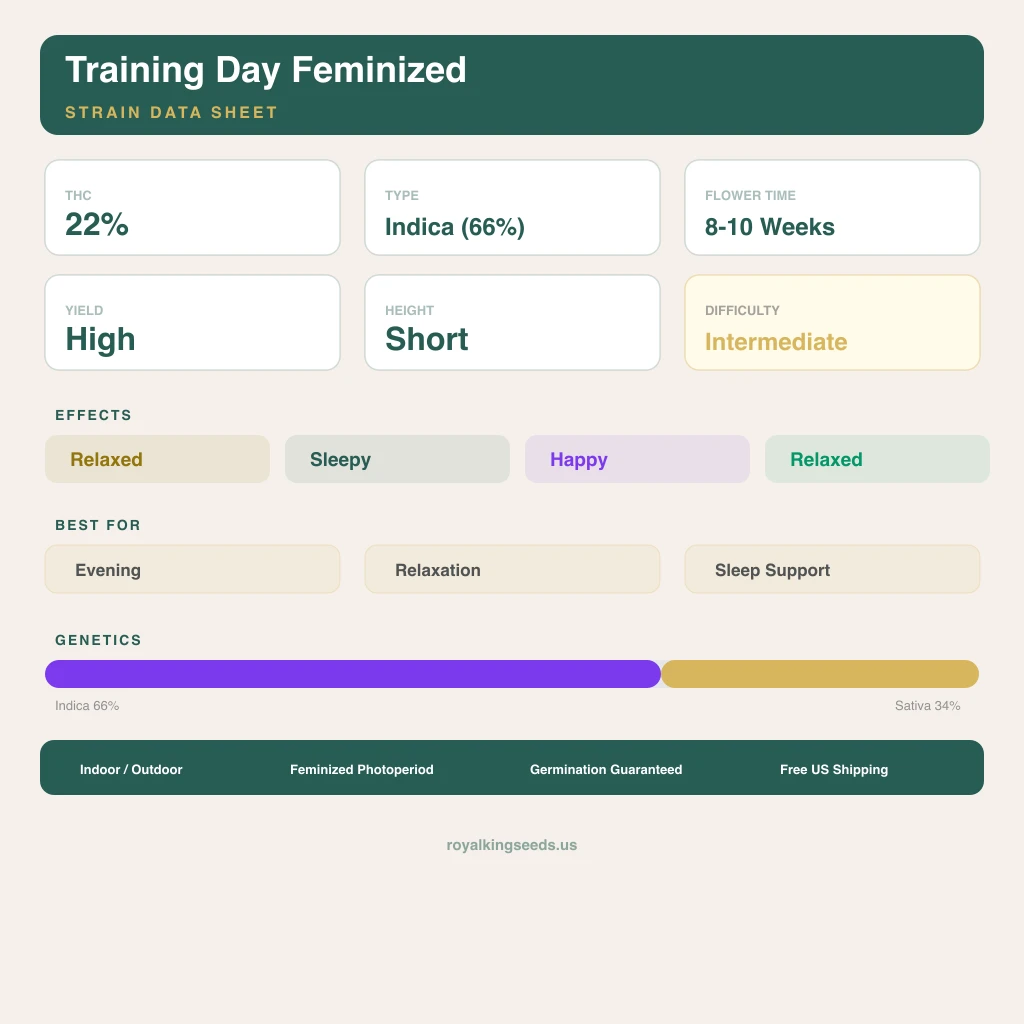 Training Day 66% Indica / 34% Sativa — Blüte mit sichtbaren Trichomen