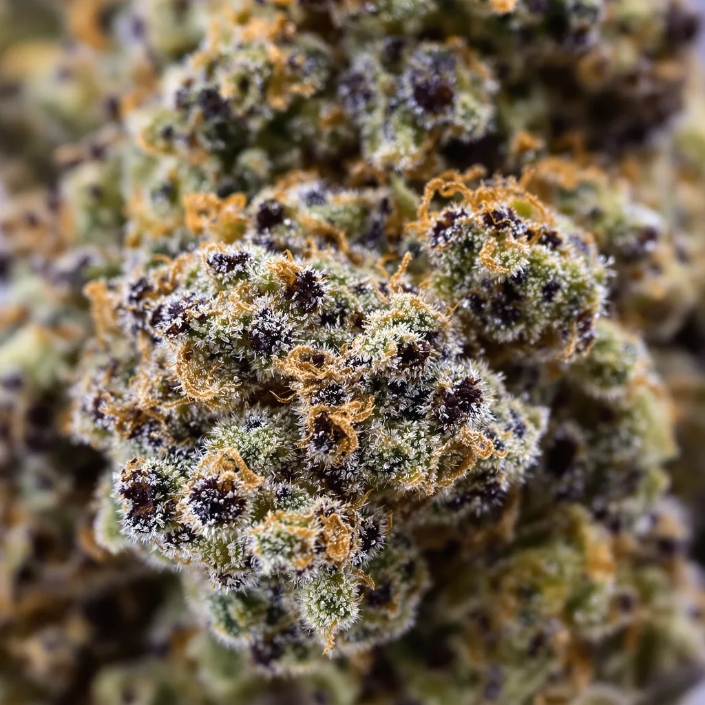 Training Day Cannabispflanze in der Blütephase — 90-130 cm feminisiert