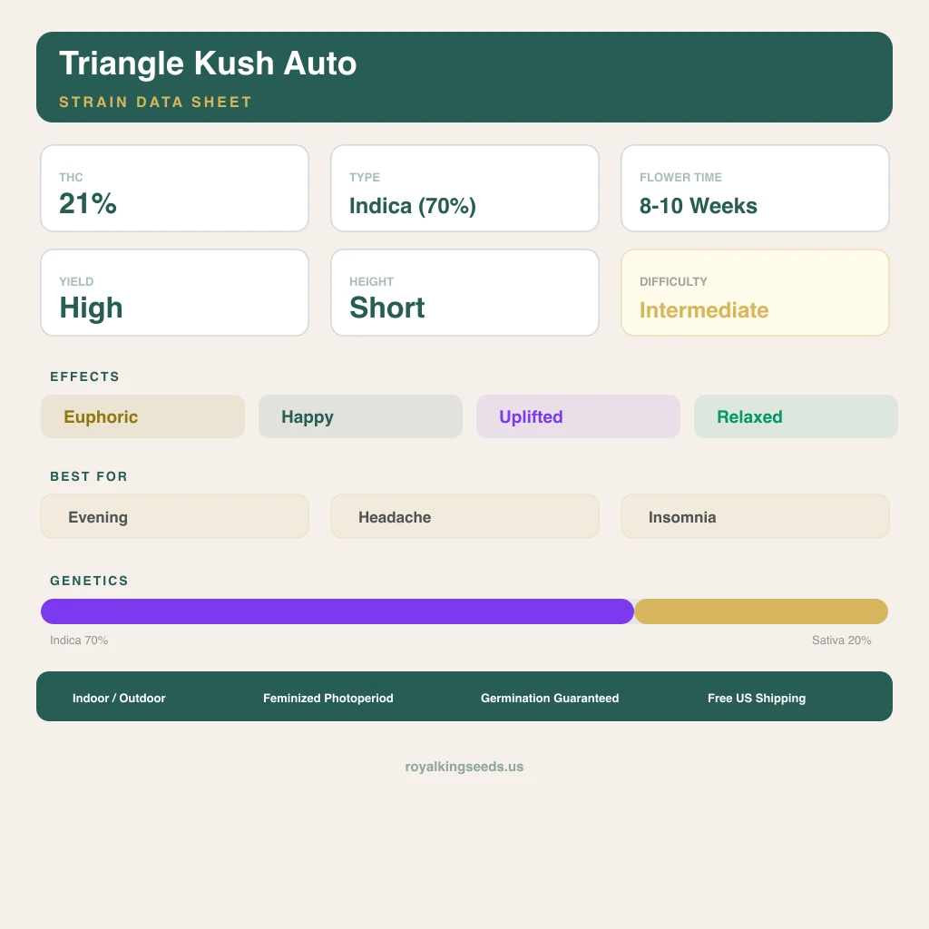 Triangle Kush 70% Indica / 20% Sativa — Blüte mit sichtbaren Trichomen