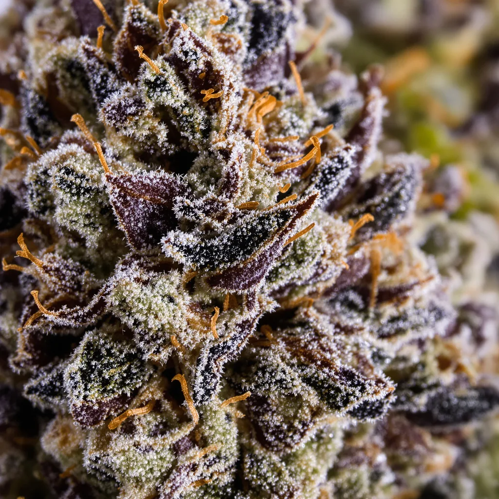 Triangle Kush Cannabispflanze in der Blütephase — 60-100 cm automatisch blühend