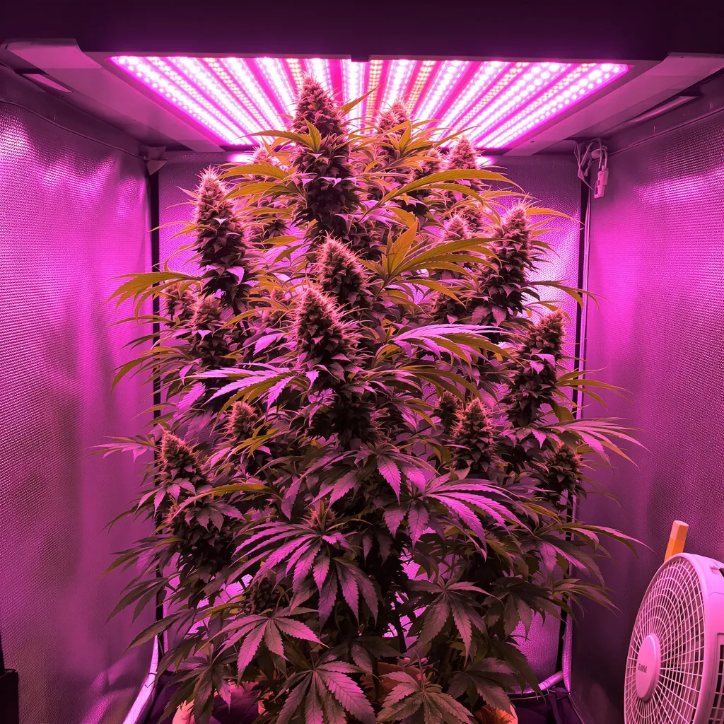 Trinity 25% Indica / 75% Sativa — Blüte mit sichtbaren Trichomen