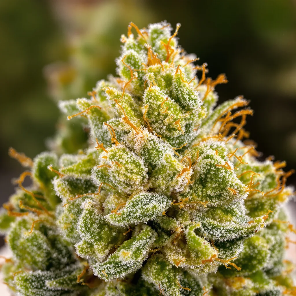 Trinity Cannabispflanze in der Blütephase — 150-200 cm feminisiert