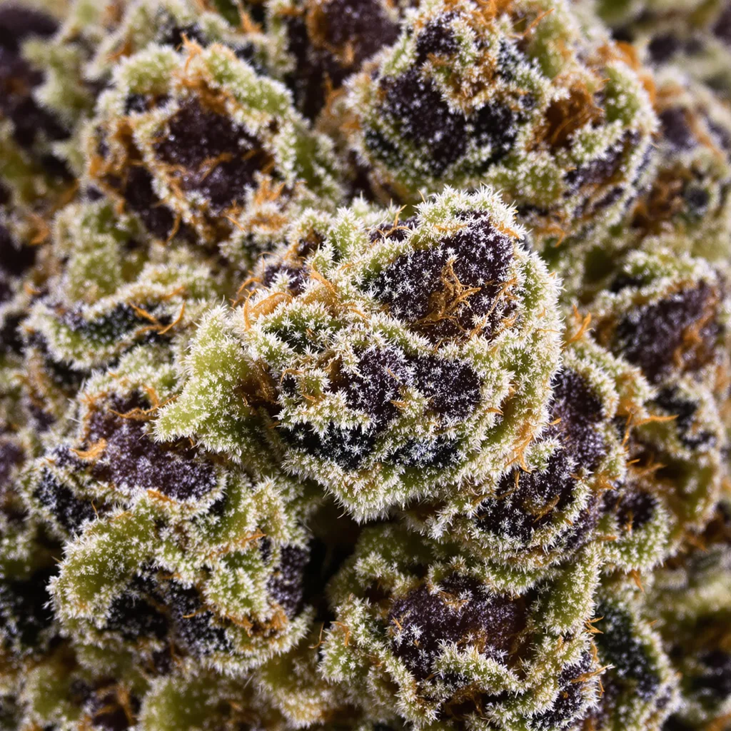 Triple Cheese Cannabispflanze in der Blütephase — 60-100 cm automatisch blühend
