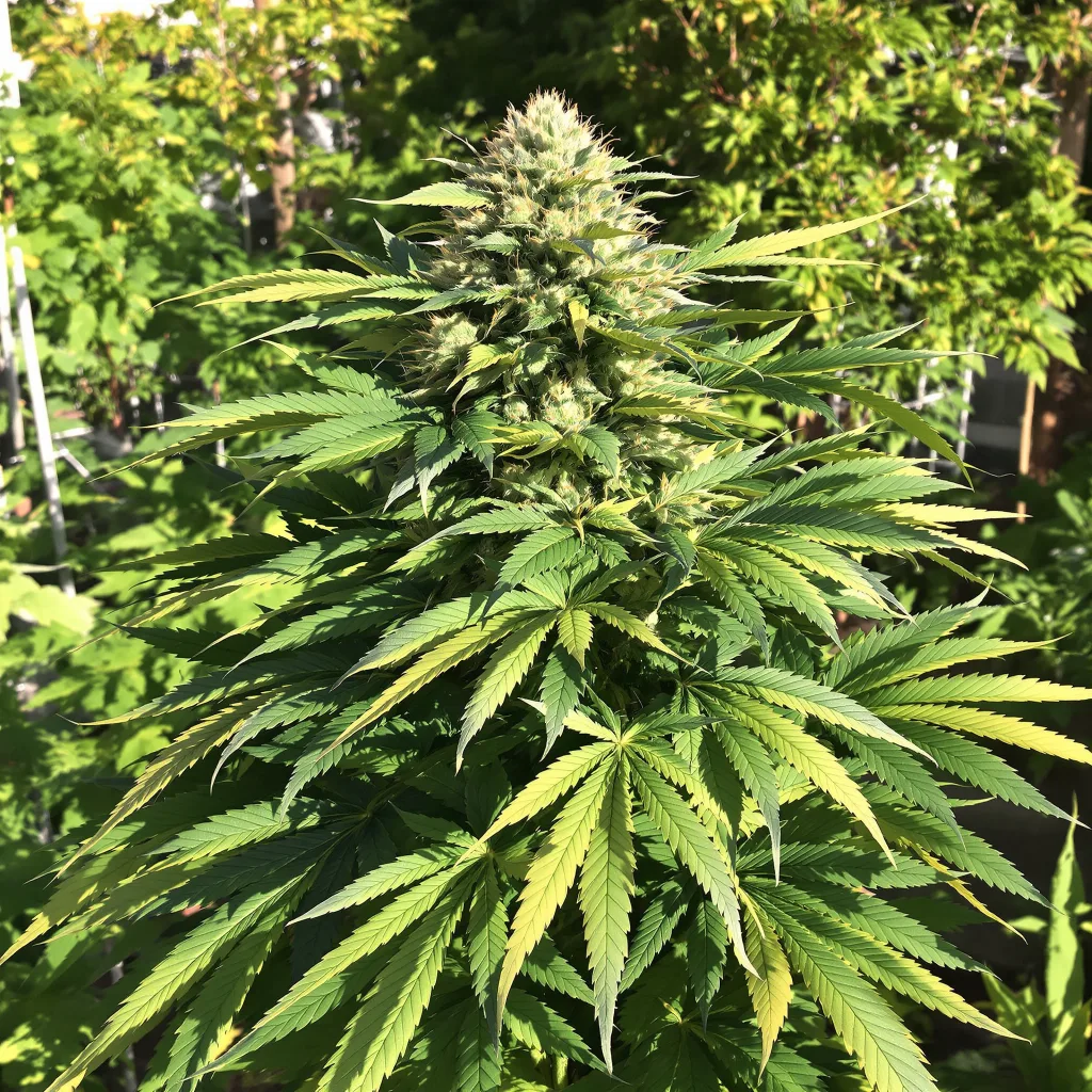 Tropicana Cookies Purple 76% Indica / 24% Sativa — Blüte mit sichtbaren Trichomen