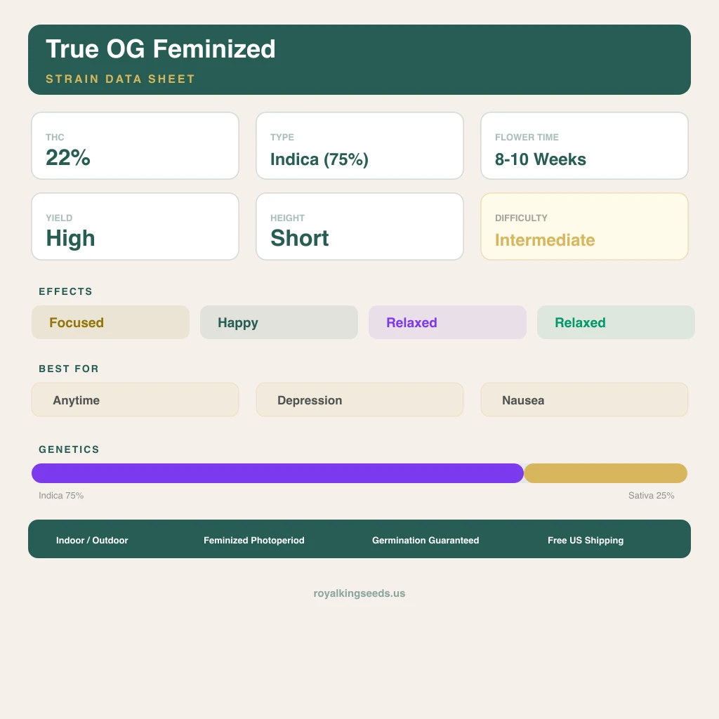 True OG 75% Indica / 25% Sativa — Blüte mit sichtbaren Trichomen