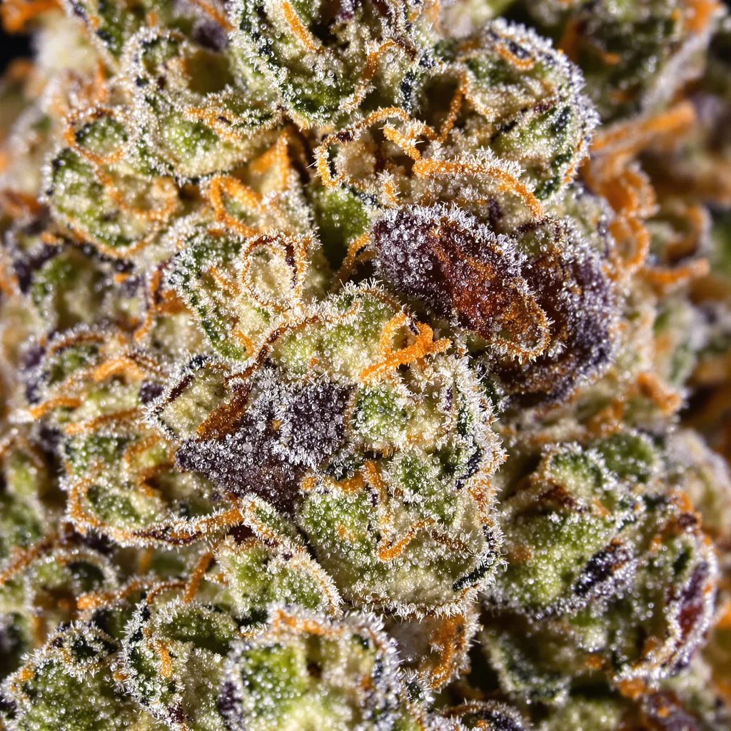 UK Cheese Cannabispflanze in der Blütephase — 60-100 cm automatisch blühend