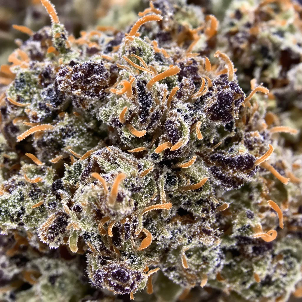 Vader OG Cannabispflanze in der Blütephase — 90-130 cm feminisiert