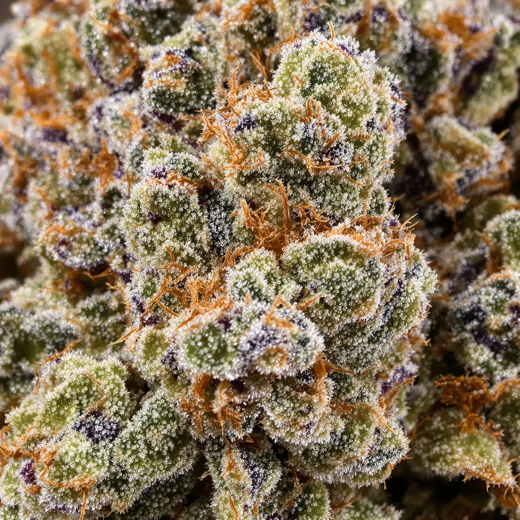 Venus OG Cannabispflanze in der Blütephase — 60-100 cm automatisch blühend