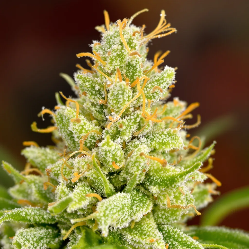 Vortex Cannabispflanze in der Blütephase — 150-200 cm feminisiert