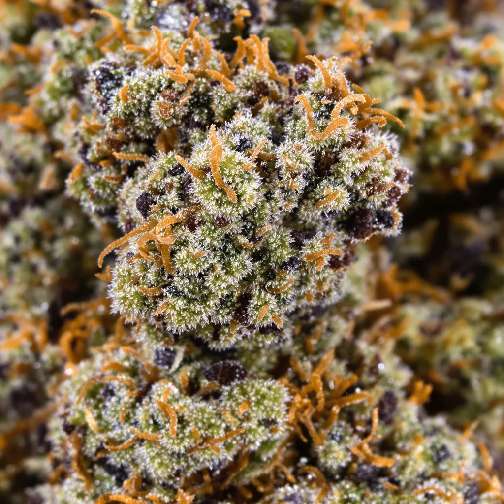 West OG Cannabispflanze in der Blütephase — 60-100 cm automatisch blühend