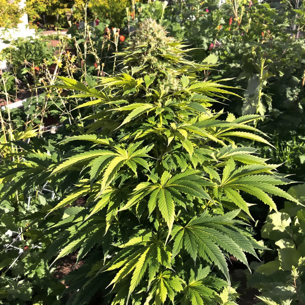 West OG 83% Indica / 17% Sativa — Blüte mit sichtbaren Trichomen