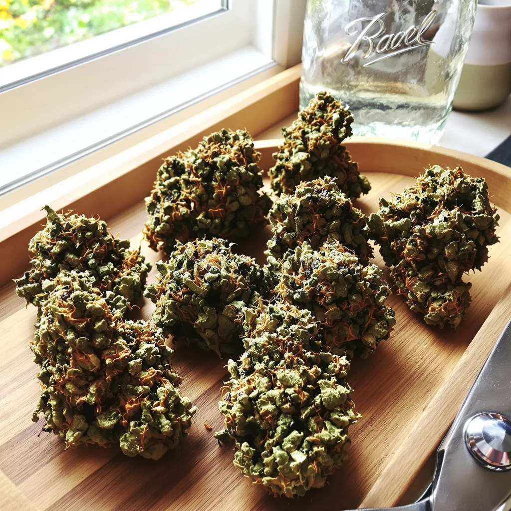 White Fire 43 77% Indica / 23% Sativa — Blüte mit sichtbaren Trichomen