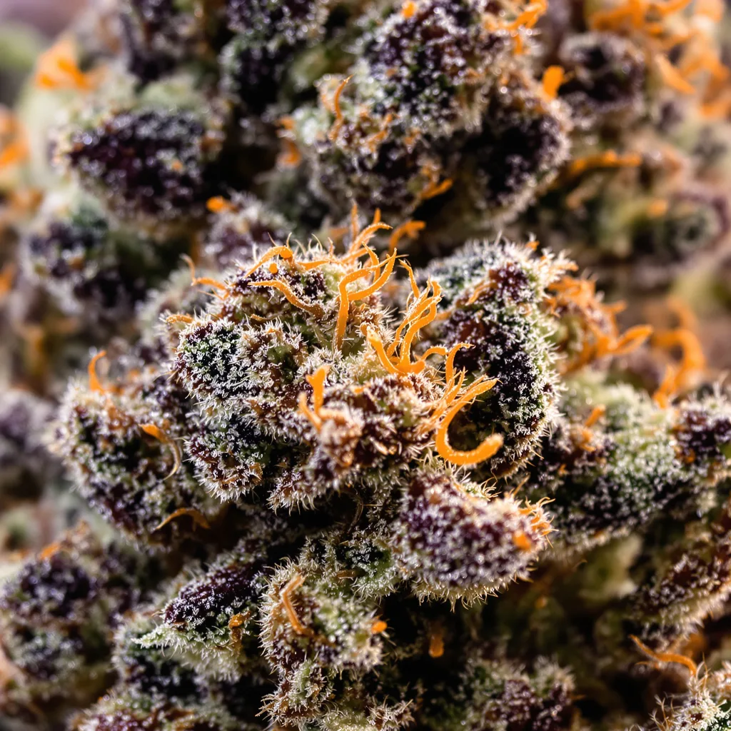 White Fire 43 Cannabispflanze in der Blütephase — 60-100 cm automatisch blühend