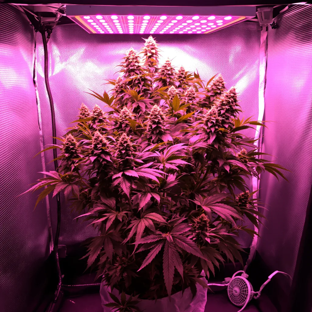 White Rhino 100% Indica / 50% Sativa — Blüte mit sichtbaren Trichomen