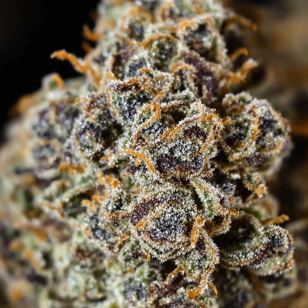 White Rhino Cannabispflanze in der Blütephase — 90-130 cm feminisiert