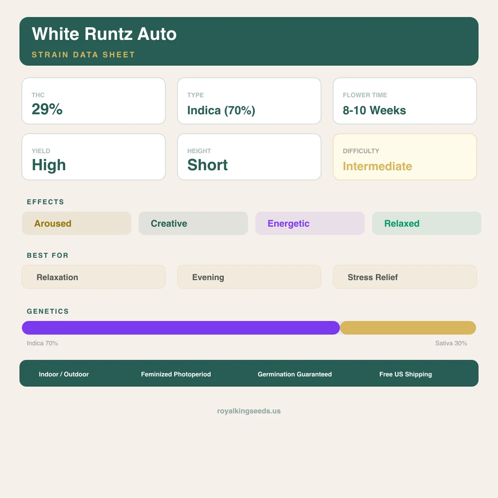 White Runtz 70% Indica / 30% Sativa — Blüte mit sichtbaren Trichomen