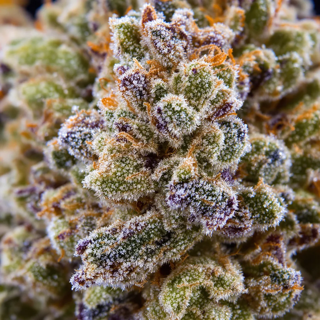Wonder Woman Cannabispflanze in der Blütephase — 60-100 cm automatisch blühend