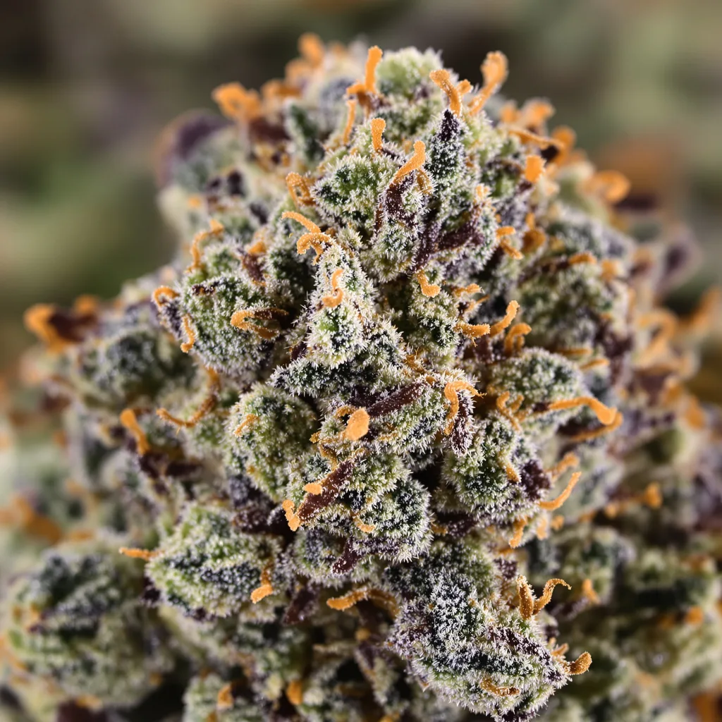 Woody Kush Cannabispflanze in der Blütephase — 90-130 cm feminisiert
