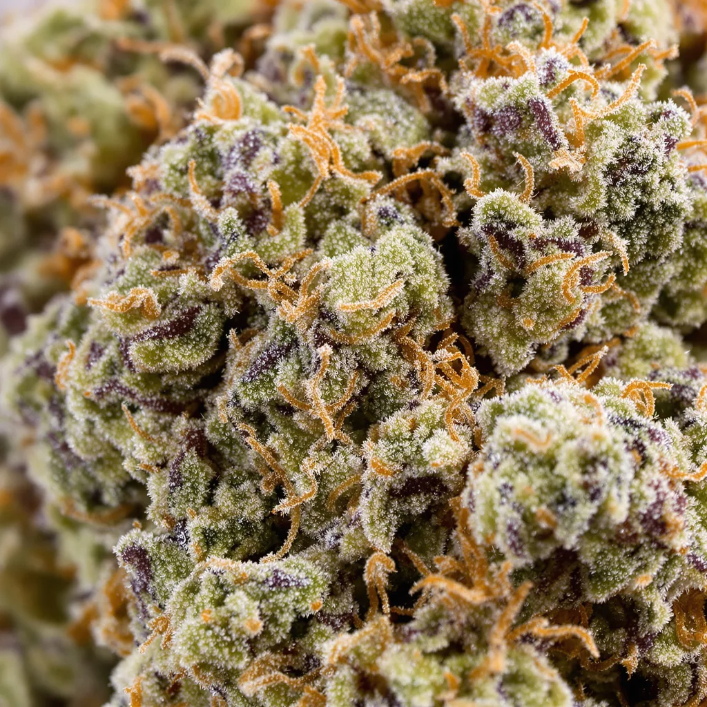WTF Cannabispflanze in der Blütephase — 60-100 cm automatisch blühend