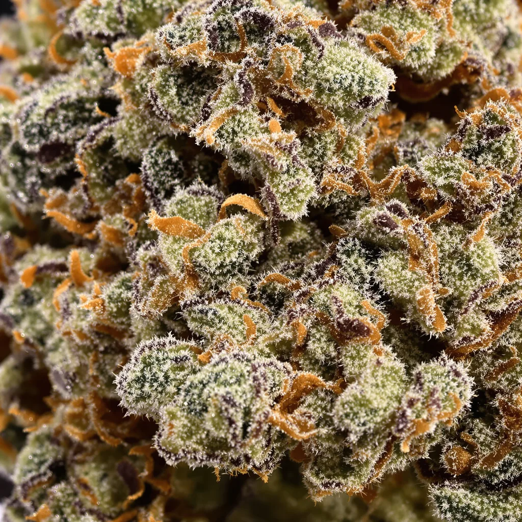 XXX 420 Cannabispflanze in der Blütephase — 60-100 cm automatisch blühend