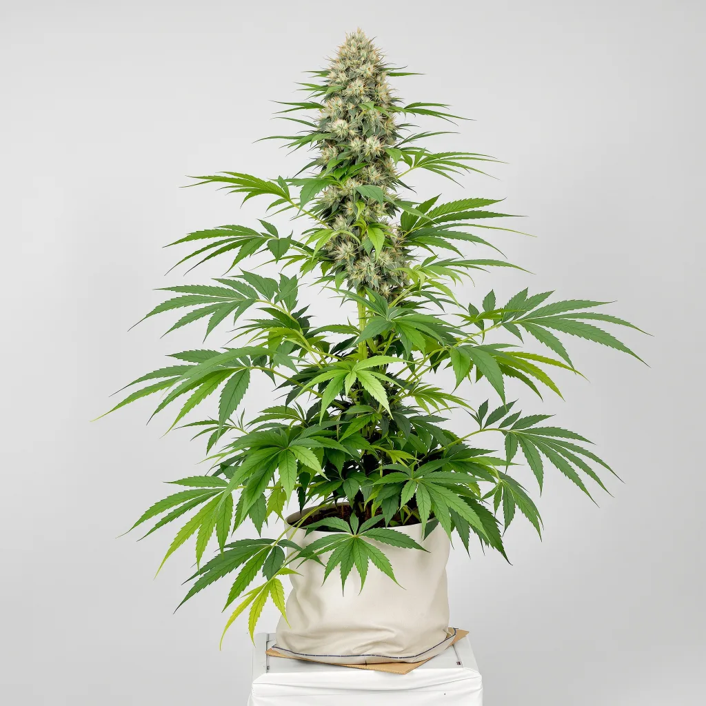 Yoda’s Brain Cannabisblüte Nahaufnahme mit dichte violett getönte Kelche