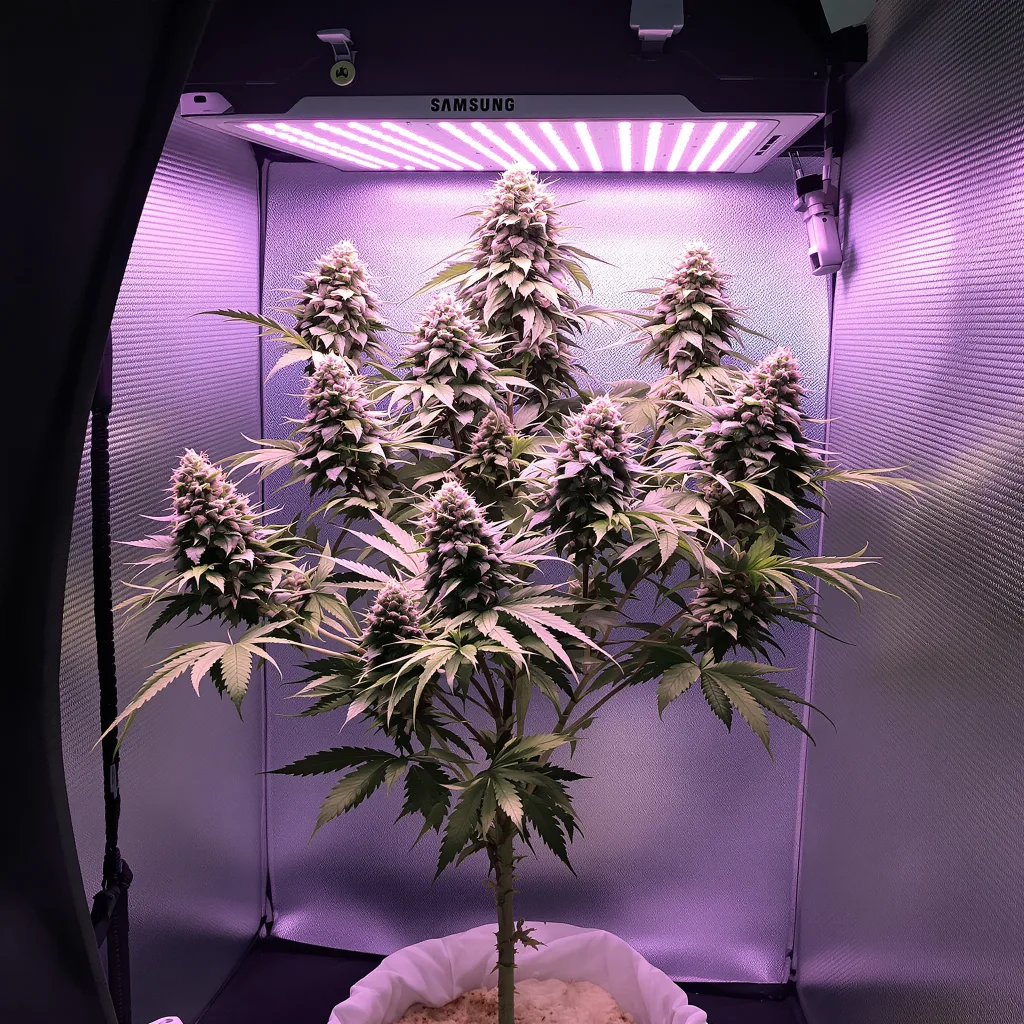 Zashimi 49% Indica / 51% Sativa — Blüte mit sichtbaren Trichomen